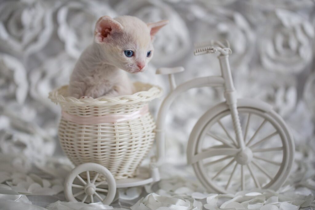 Kitten sitting in decorative bike