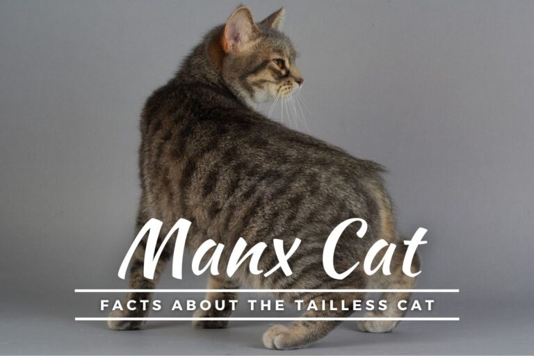 Manx Cat: Facts About The Tailless Cat