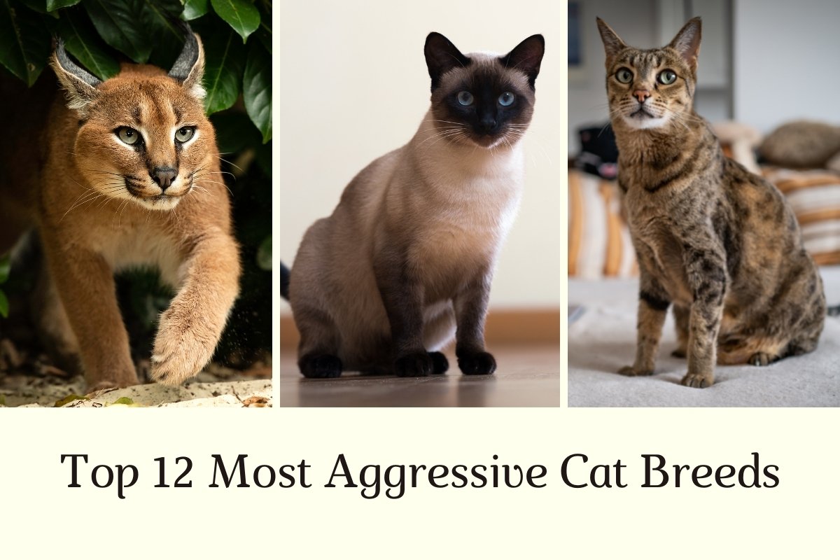 Top 12 most aggressive cat breeds