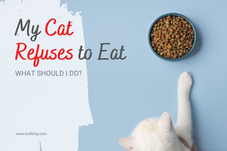 Some Ways To Counter Your Cat’s Refusal To Eat