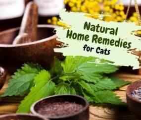 Natural Home Remedies for Cats