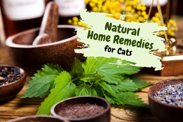 Natural Home Remedies for Cats