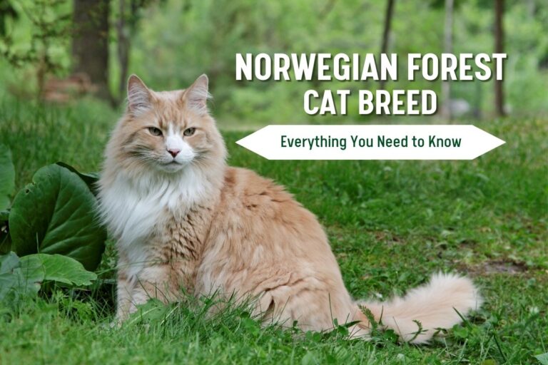 Norwegian Forest Cat Breed