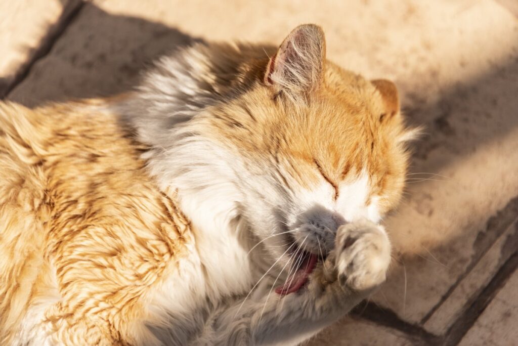 Norwegian Forest cat grooming in the sun