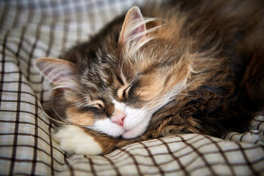 Sleeping Norwegian Forest cat