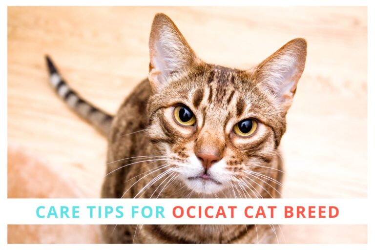 8 Care Tips for an Ocicat Cat Breed