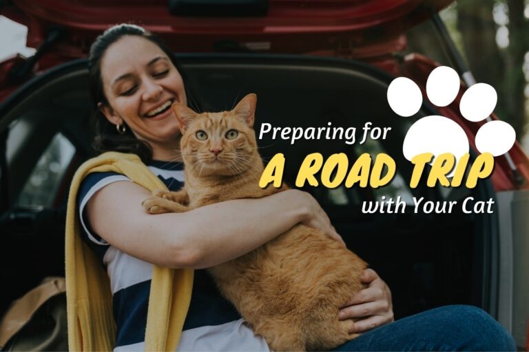 Preparing for a road trip with cat