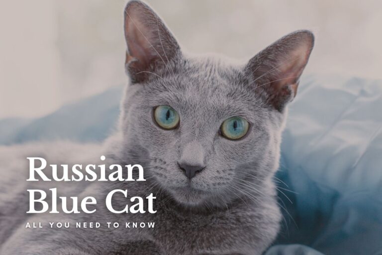 Russian Blue Cat Breed: All You Need to Know