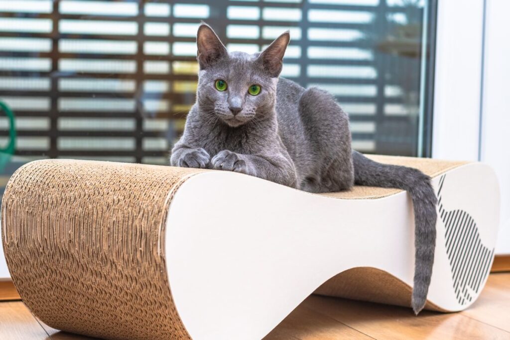 A Russian Blue cat is sitting on a modern couch