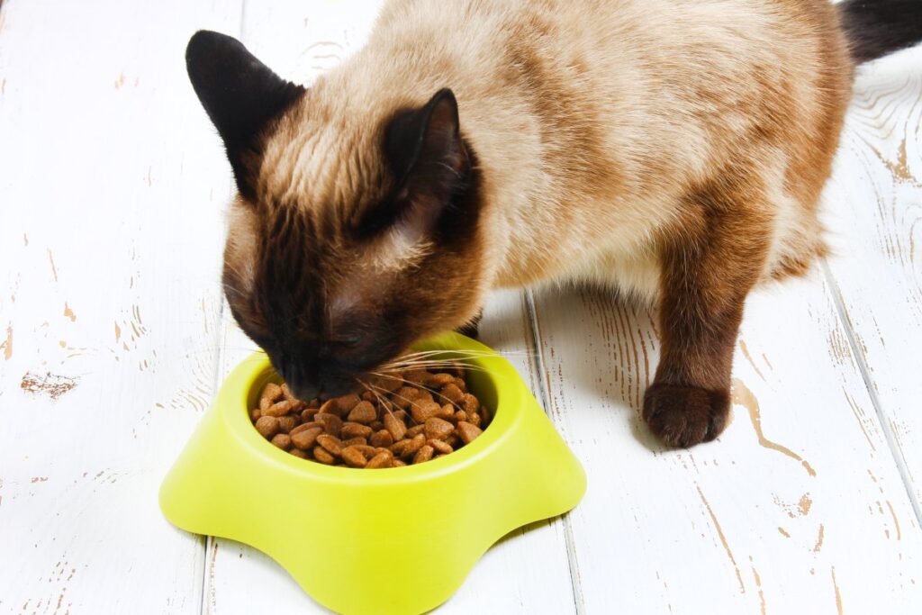 Siamese cat eating dry food