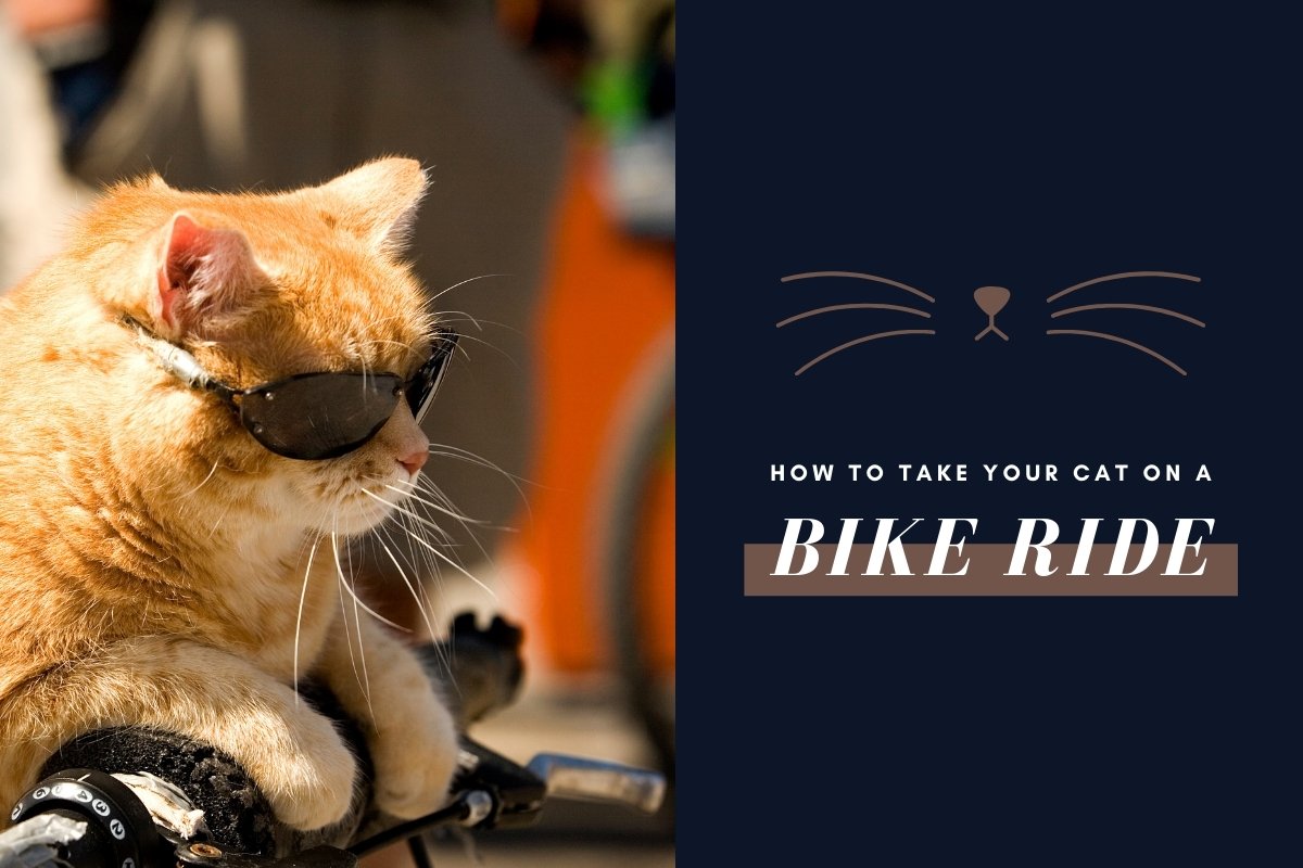 How to take your cat on a bike ride