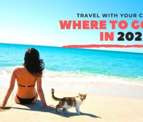 Traveling With A Cat: Where to Go in 2022