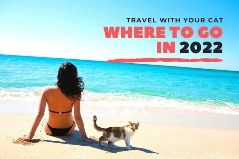 Traveling With A Cat: Where to Go in 2022