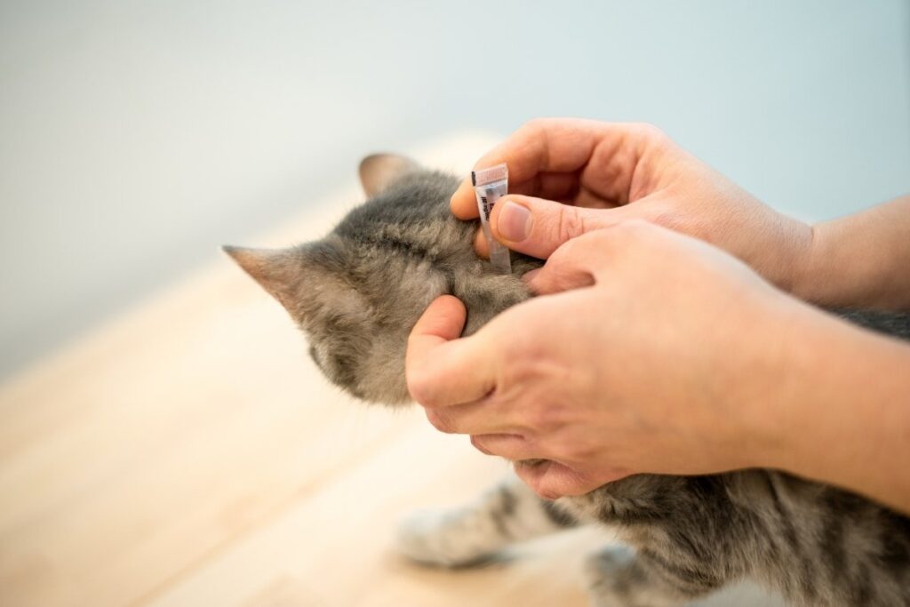 Veterinarian giving anti-flea to cat
