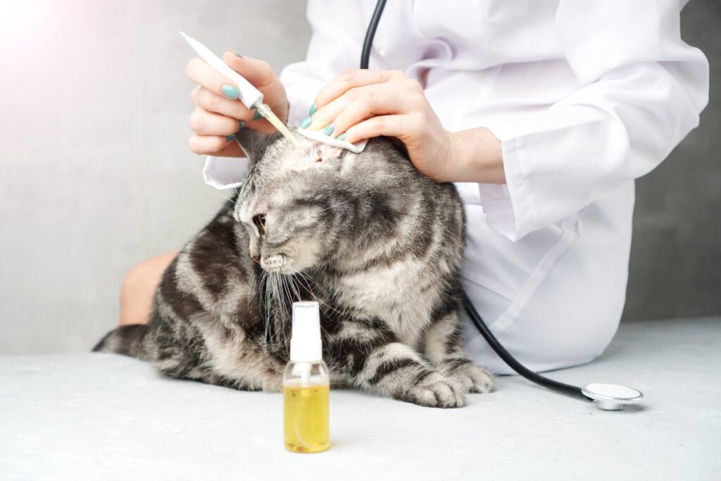 A veterinarian is treating cat's ear from ear mites