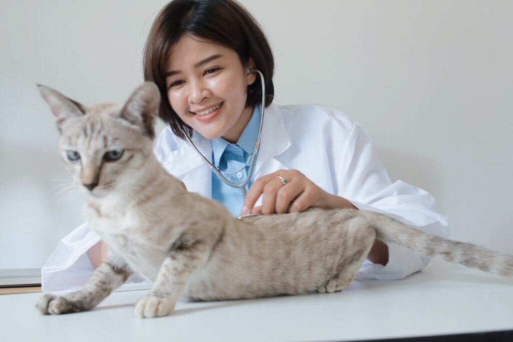A veterinary is examining a cat with a stethoscope