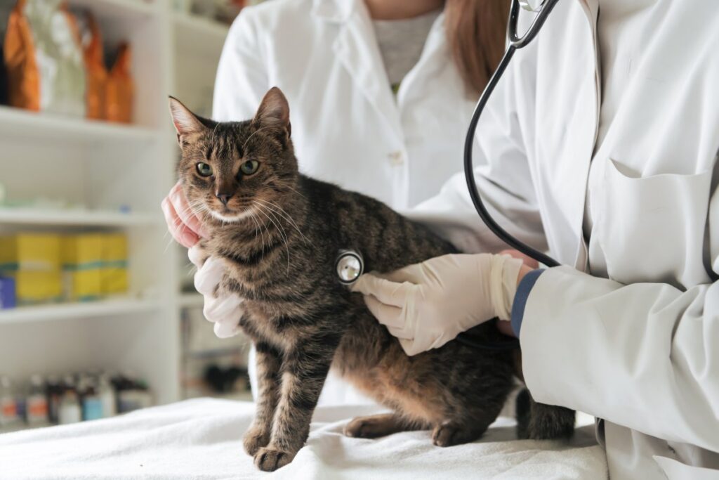 Veterinary team treating a sick cat