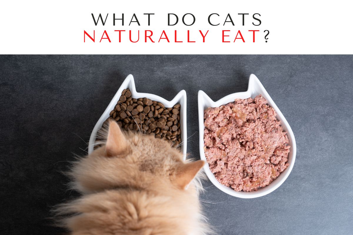 What Do Cats Naturally Eat?