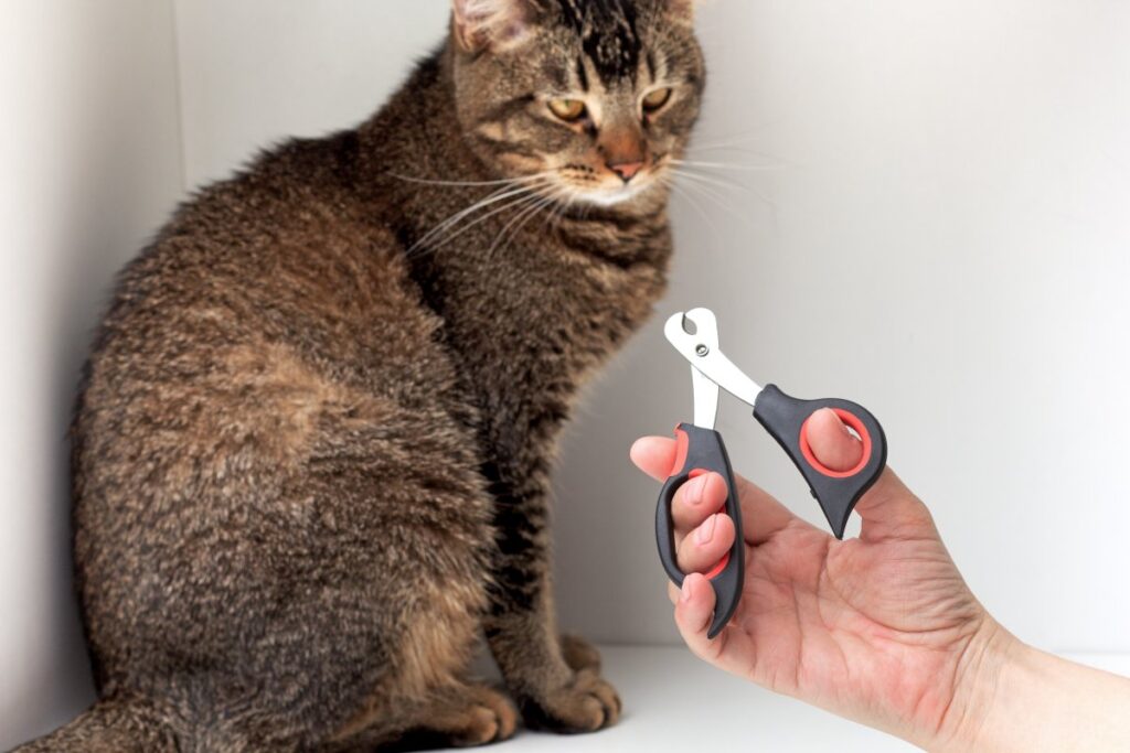 A woman is holding a nail trimmer in front of her cat