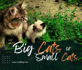 Cat Sizes: Small Cat Or Big Cat?