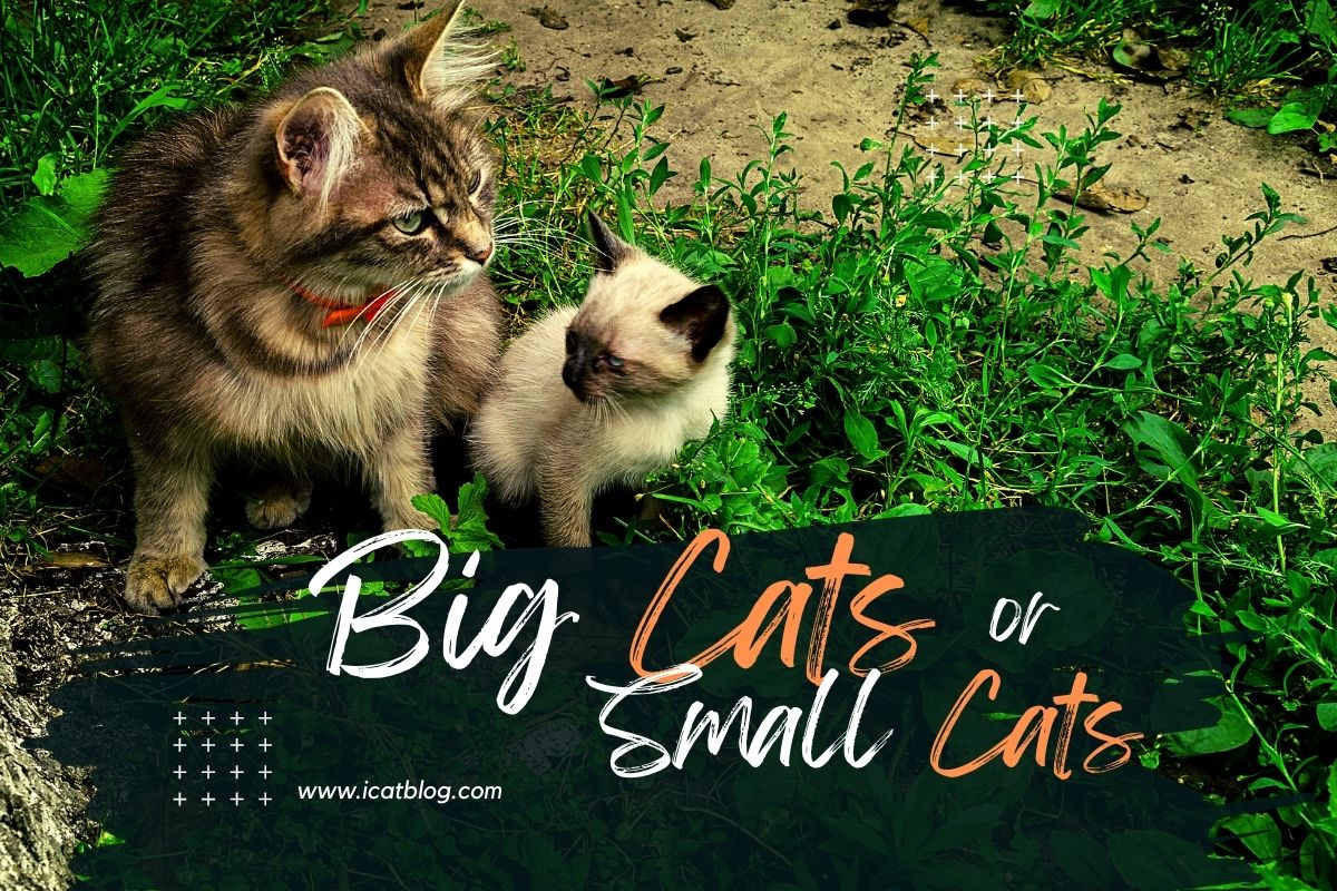Cat Sizes: Small Cat Or Big Cat?