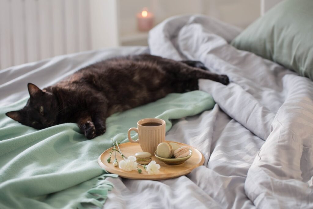 A black cat and a cup of coffee on the bed