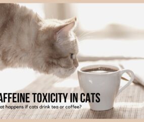 Caffeine Toxicity In Cats: What Happens If Cats Drink Tea Or Coffee?