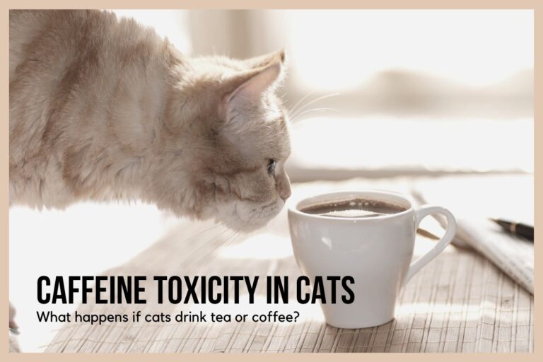 Caffeine Toxicity In Cats: What Happens If Cats Drink Tea Or Coffee?
