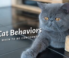 Cat Behaviors: When to Be Concerned