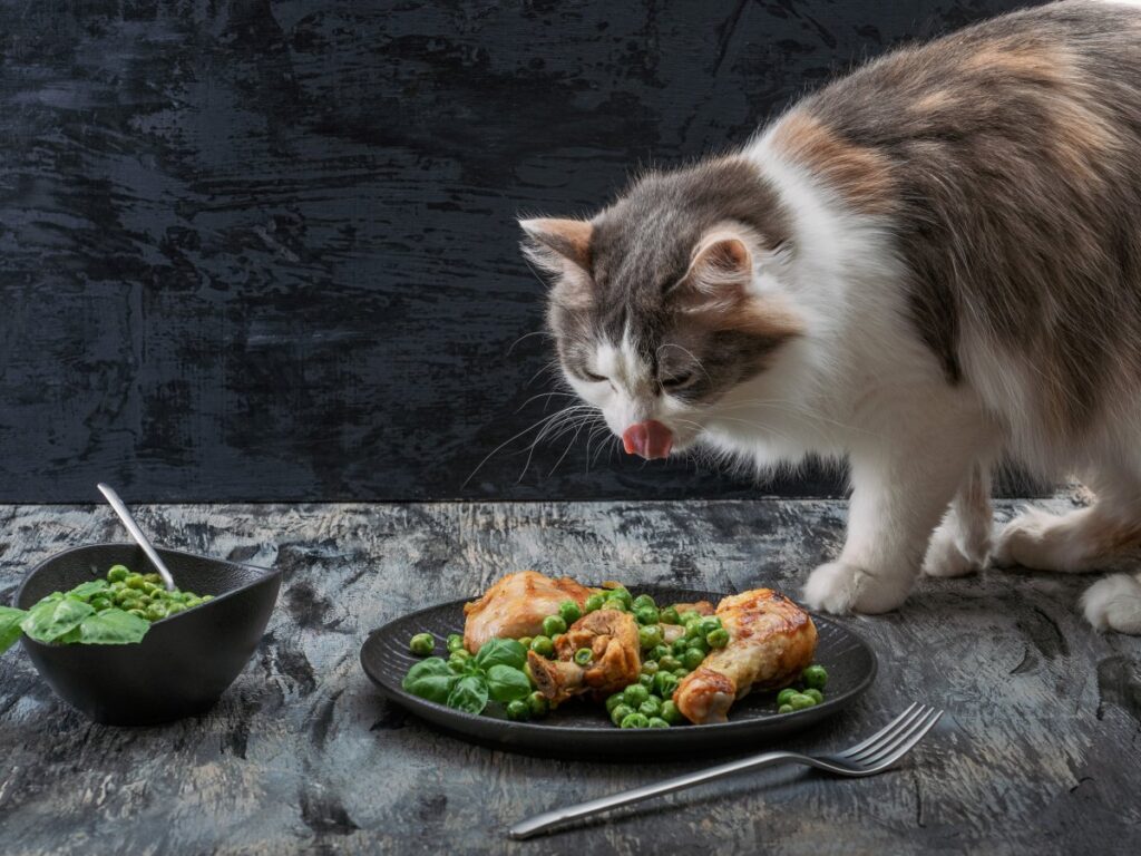 A fluffy cat is staring at tasty grilled chickens with green peas