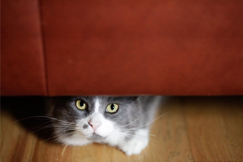 Cat hiding under a couch