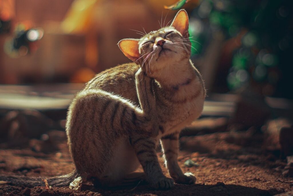 cat scratching an itch