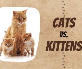 Cats vs Kittens