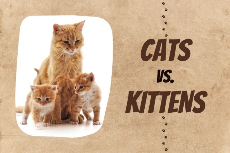 Cats vs Kittens