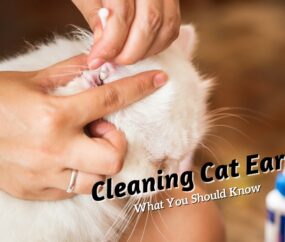 Cleaning cat ears