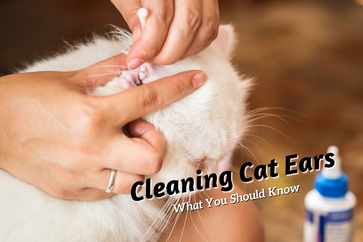 Cleaning cat ears