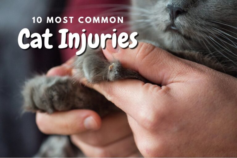 10 Most Common Cat Injuries