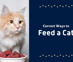 Correct Ways to Feed a Cat