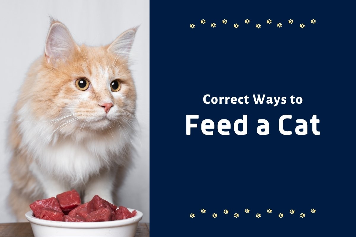 Correct Ways to Feed a Cat