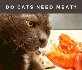 Why Do Cats Need Meat in Their Diets?