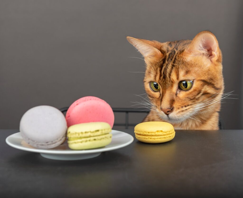 A cat and multicolored cookies