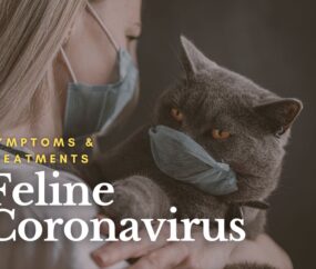 Feline Coronavirus: Symptoms & Treatments