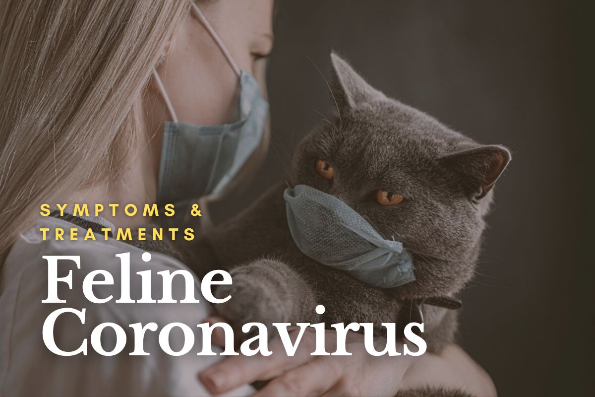 Feline Coronavirus: Symptoms & Treatments