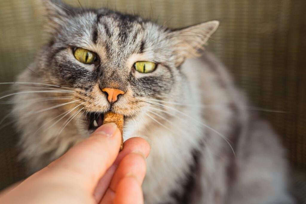 A grey domestic cat is eating a pet treat