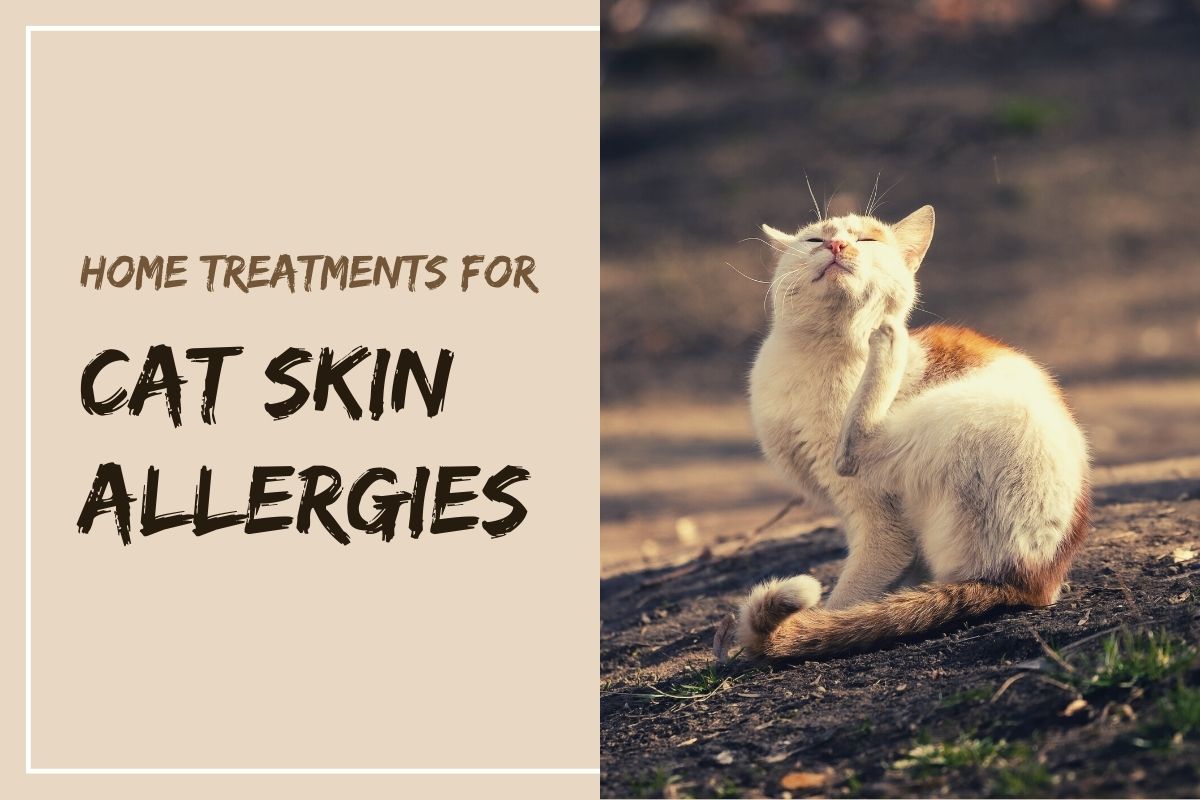 Home treatments for cat skin allergies