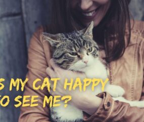 Is My Cat Happy To See Me?