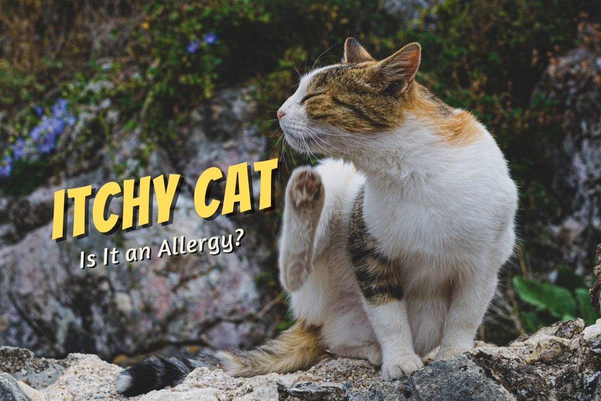 Itchy Cat: Is It an Allergy?