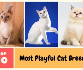 Top 10 Most Playful Cat Breeds