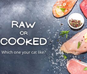 Do Cats Like Raw or Cooked Foods?