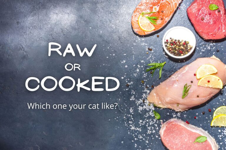Do Cats Like Raw or Cooked Foods?